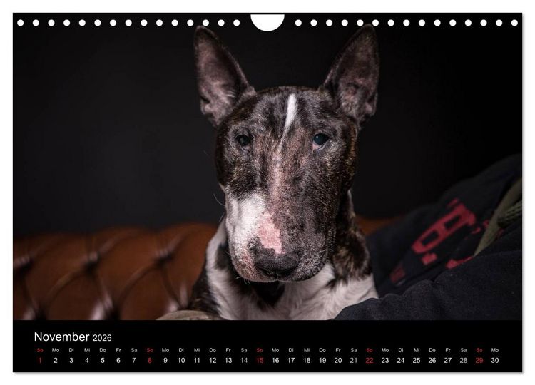 Produktbild: Bullterrier (Wandkalender 2026 DIN A4 quer), CALVENDO Monatskalender