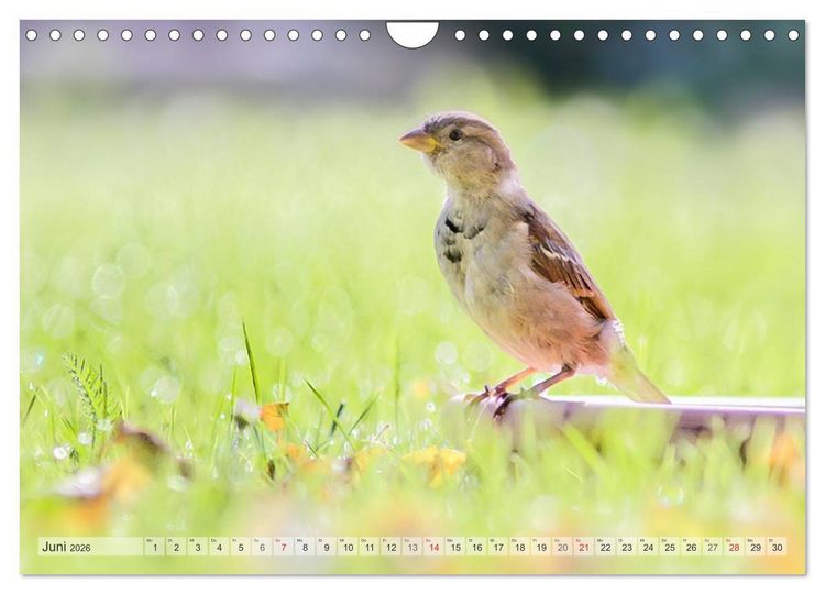 Produktbild: NATUR PUR Heimische Singv&ouml;gel (Wandkalender 2026 DIN A4 quer), CALVENDO Monatskalender