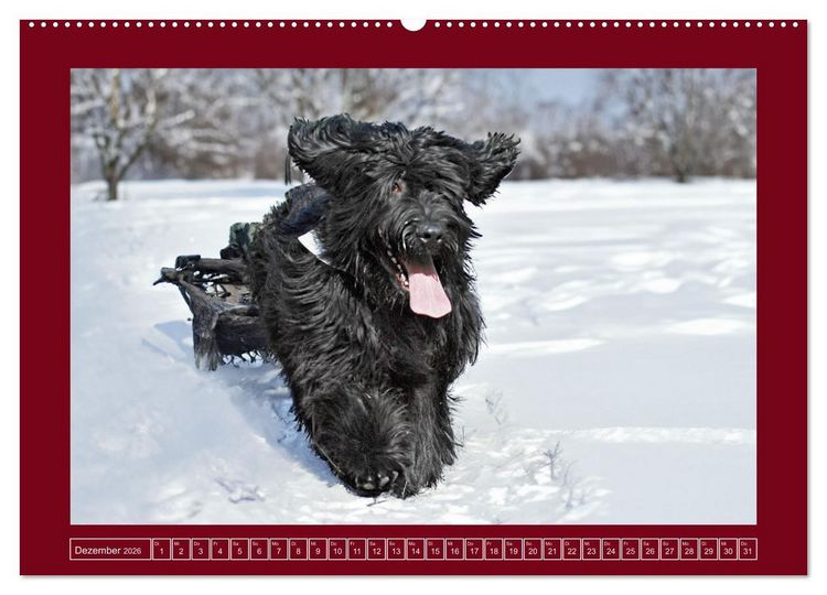 Produktbild: Herz auf vier Pfoten - Briard (Wandkalender 2026 DIN A2 quer), CALVENDO Monatskalender