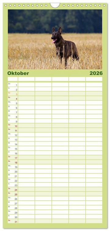 Produktbild: Familienplaner 2026 - ausdrucksvolle Holl&auml;ndische Sch&auml;ferhunde mit 5 Spalten (Wandkalender, 21 x 45 cm) CALVENDO
