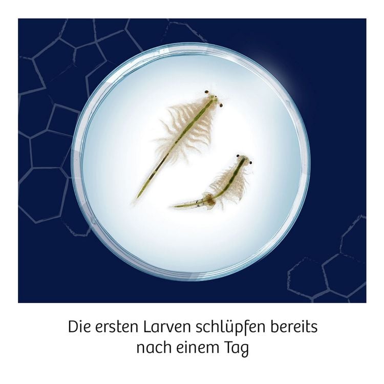 Produktbild: Fun Science Wuselnde Salzkrebse
