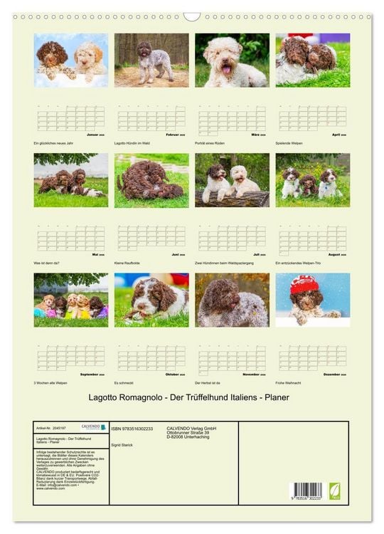 Produktbild: Lagotto Romagnolo - Der Tr&uuml;ffelhund Italiens - Planer (Wandkalender 2026 DIN A2 hoch), CALVENDO Monatskalender