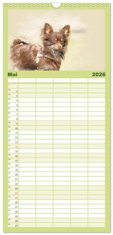 Produktbild: Familienplaner 2026 - Chihuahuas 2026 mit 5 Spalten (Wandkalender, 21 x 45 cm) CALVENDO