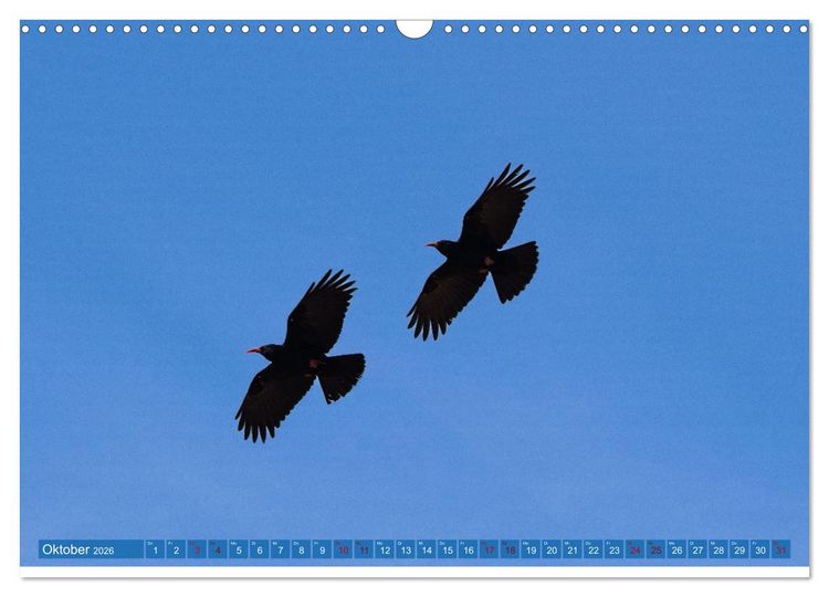 Produktbild: V&ouml;gel der Algarve (Wandkalender 2026 DIN A3 quer), CALVENDO Monatskalender