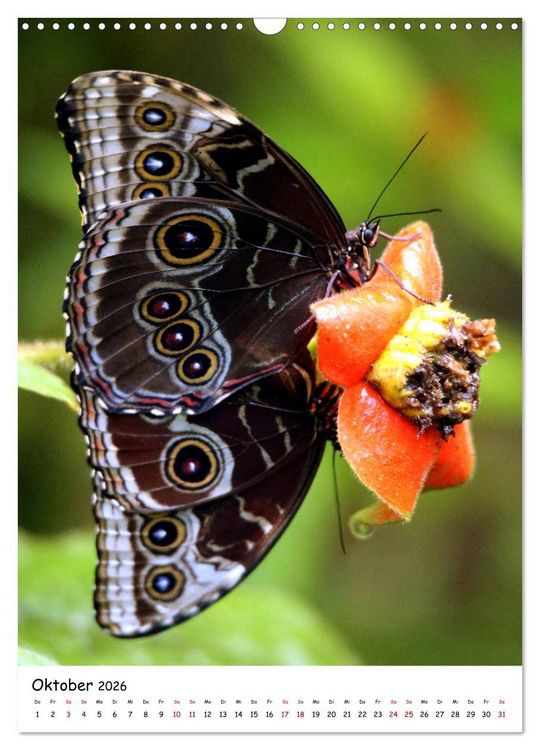 Produktbild: Costa Rica - Fauna & Flora (Wandkalender 2026 DIN A3 hoch), CALVENDO Monatskalender