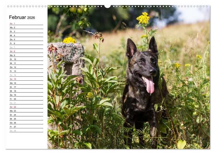 Produktbild: ausdrucksvolle Holl&auml;ndische Sch&auml;ferhunde (Wandkalender 2026 DIN A2 quer), CALVENDO Monatskalender