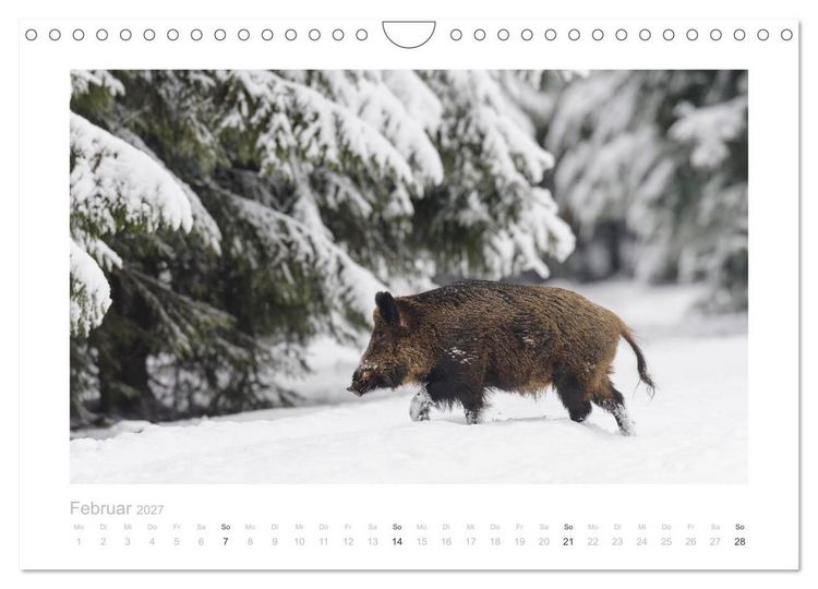 Produktbild: Wildschweine &ndash; Wildlife Fotografien (Wandkalender 2027 DIN A4 quer), CALVENDO Monatskalender