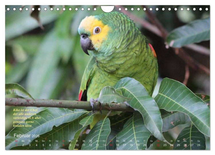 Produktbild: Blaustirnamazonen - Papageien in Paraguay (Wandkalender 2026 DIN A4 quer), CALVENDO Monatskalender