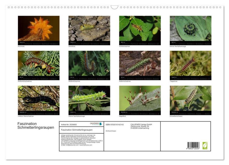 Produktbild: Faszination Schmetterlingsraupen (Wandkalender 2026 DIN A2 quer), CALVENDO Monatskalender