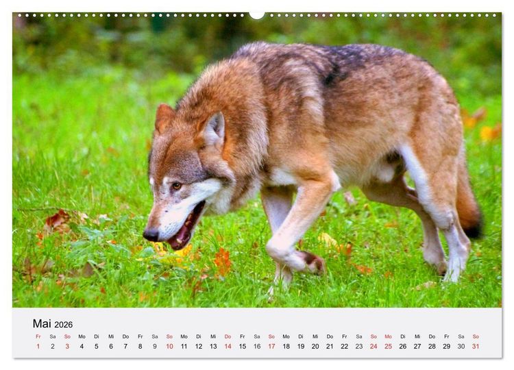 Produktbild: W&ouml;lfe. Ein Herz f&uuml;r Isegrim! (Wandkalender 2026 DIN A2 quer), CALVENDO Monatskalender
