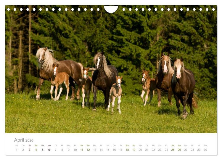 Produktbild: Faszination und Vielfalt - Schwarzw&auml;lder Kaltblut (Wandkalender 2026 DIN A4 quer), CALVENDO Monatskalender