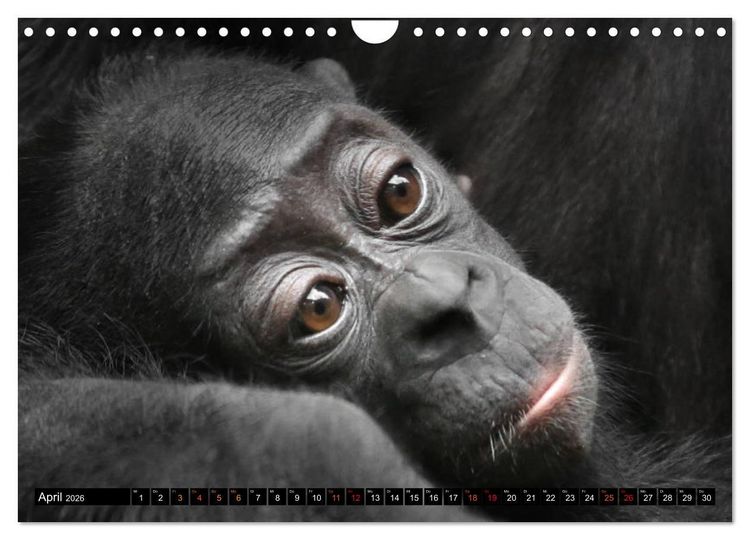 Produktbild: MENSCHEN-AFFEN-KINDER (Wandkalender 2026 DIN A4 quer), CALVENDO Monatskalender