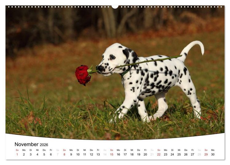 Produktbild: Welpen - Puppies (hochwertiger Premium Wandkalender 2026 DIN A2 quer), Kunstdruck in Hochglanz