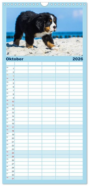 Produktbild: Familienplaner 2026 - Seeb&auml;rchen entdecken die Welt - Berner Sennenhunde mit 5 Spalten (Wandkalender, 21 x 45 cm) CALVENDO