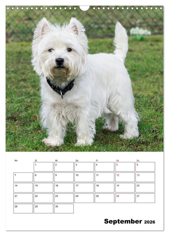 Produktbild: West Highland White Terrier - Herzensbrecher auf vier Pfoten (Wandkalender 2026 DIN A3 hoch), CALVENDO Monatskalender