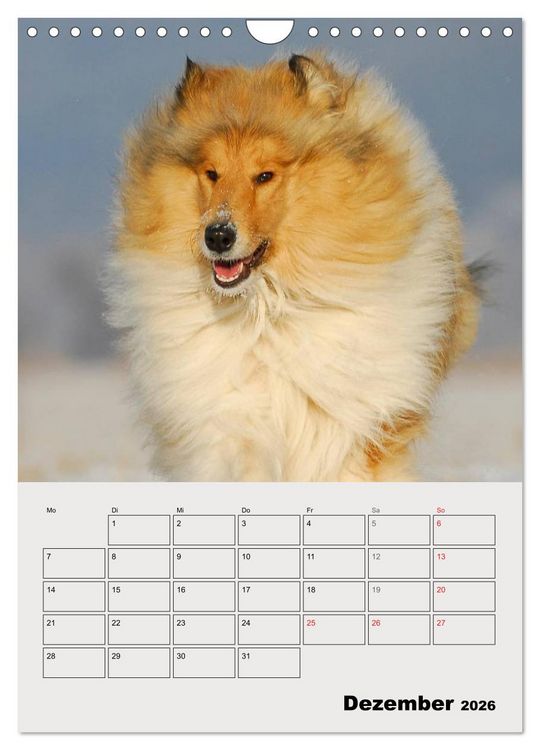 Produktbild: Collies - Freunde f&uuml;r&acute;s Leben (Wandkalender 2026 DIN A4 hoch), CALVENDO Monatskalender