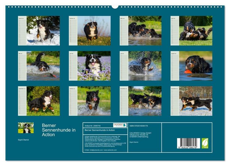 Produktbild: Berner Sennenhunde in Action (hochwertiger Premium Wandkalender 2026 DIN A2 quer), Kunstdruck in Hochglanz