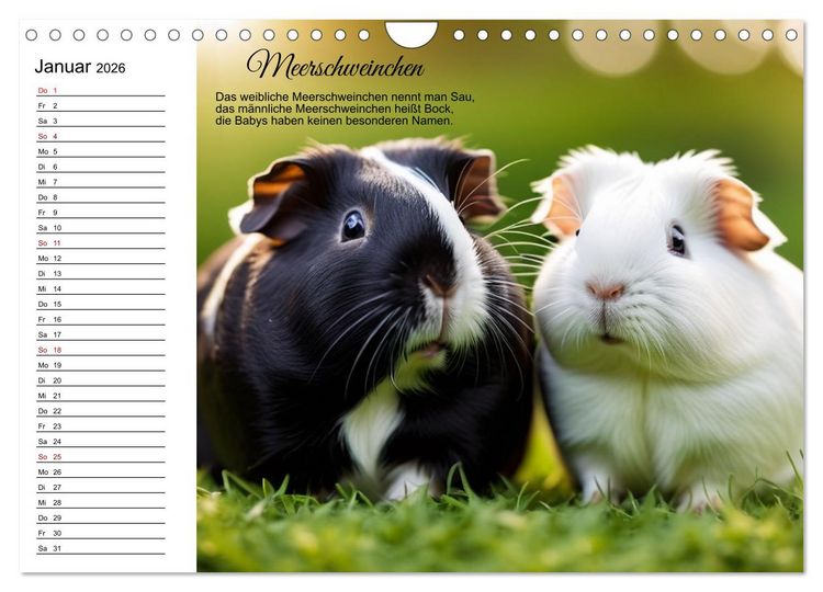 Produktbild: F&uuml;r pfiffige Kids- Haus- und Hoftiere (Wandkalender 2026 DIN A4 quer), CALVENDO Monatskalender