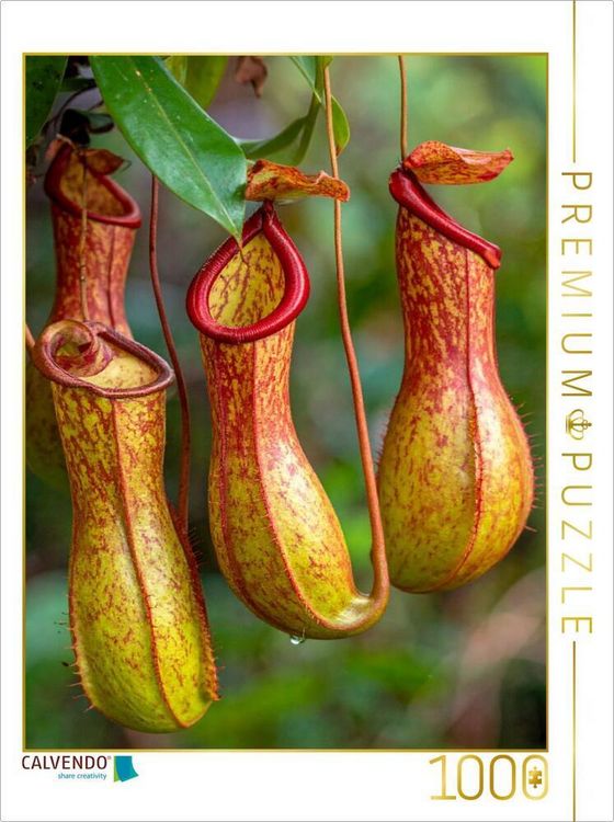 Produktbild: CALVENDO Puzzle Fleischfressende Kannenpflanzen | 1000 Teile Lege-Gr&ouml;&szlig;e 64x48cm Foto-Puzzle f&uuml;r gl&uuml;ckliche Stunden