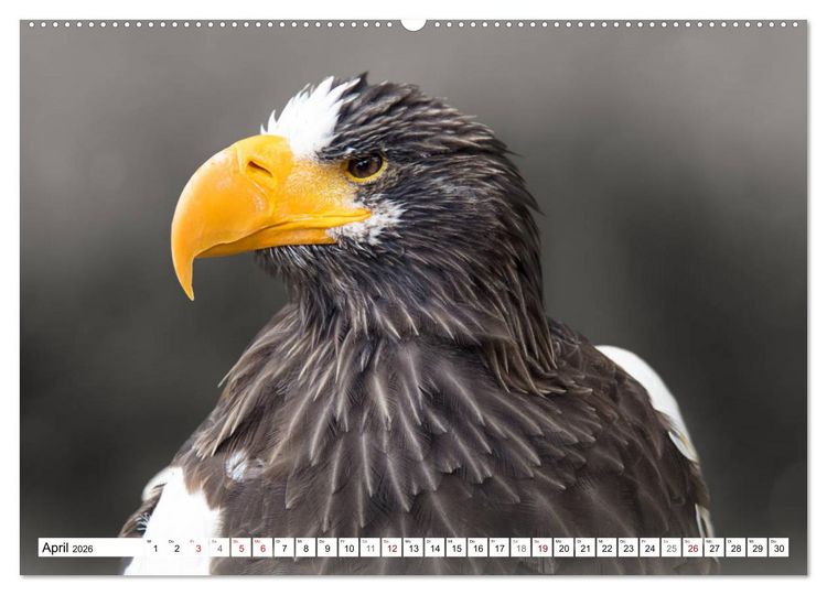 Produktbild: Erfolgreiche J&auml;ger (hochwertiger Premium Wandkalender 2026 DIN A2 quer), Kunstdruck in Hochglanz