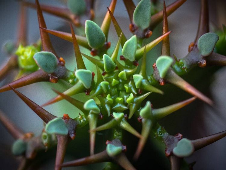 Produktbild: CALVENDO Puzzle Euphorbia avasmontana | 1000 Teile Lege-Gr&ouml;&szlig;e 64x48cm Foto-Puzzle f&uuml;r gl&uuml;ckliche Stunden