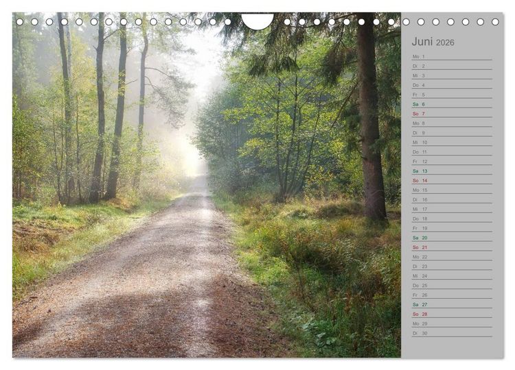 Produktbild: Planungskalender M&auml;rchenwald 2026 (Wandkalender 2026 DIN A4 quer), CALVENDO Monatskalender