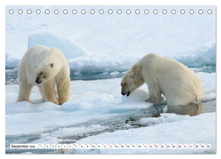 Produktbild: Eisb&auml;ren - K&ouml;nige der Arktis (Tischkalender 2026 DIN A5 quer), CALVENDO Monatskalender