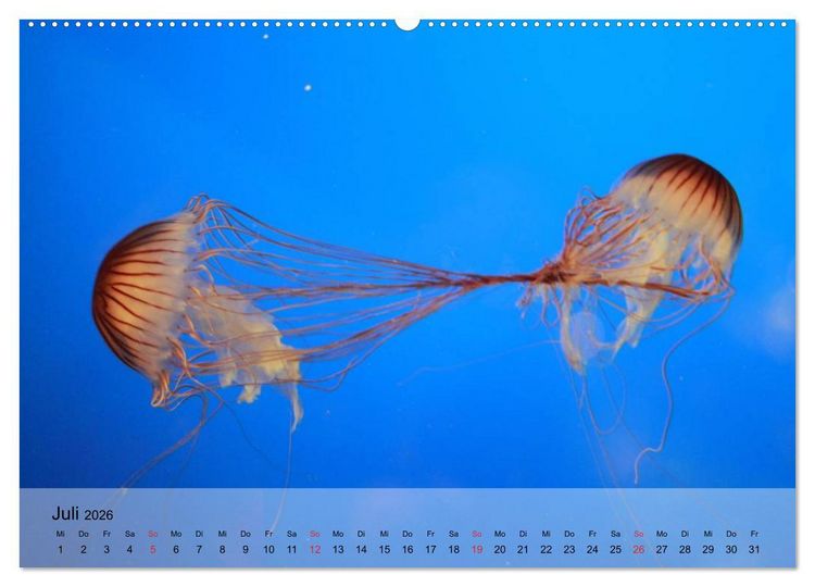 Produktbild: Quallen. Die Welt der Medusen (hochwertiger Premium Wandkalender 2026 DIN A2 quer), Kunstdruck in Hochglanz