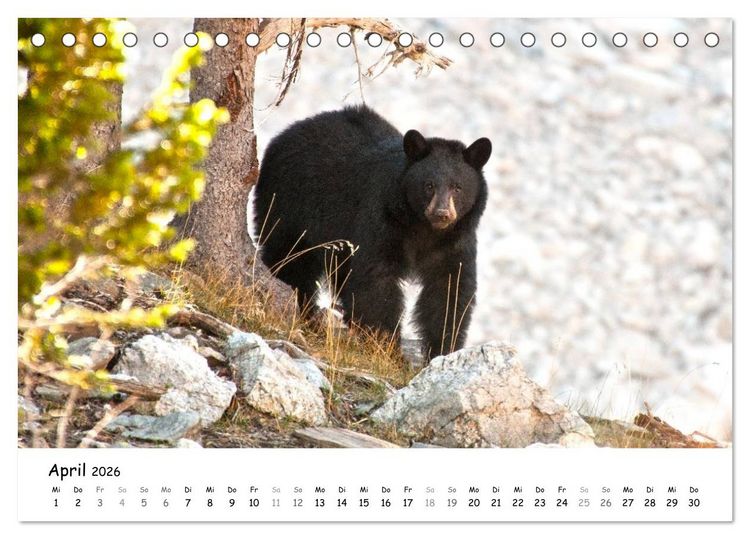 Produktbild: Amerika - Natursch&ouml;nheiten des Westens (Tischkalender 2026 DIN A5 quer), CALVENDO Monatskalender