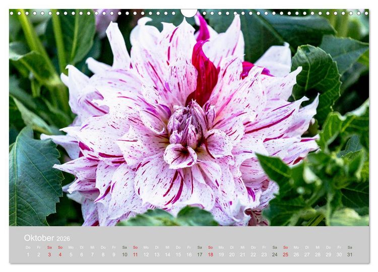 Produktbild: Dahlien - Prachtvolle Bl&uuml;ten des Sp&auml;tsommers (Wandkalender 2026 DIN A3 quer), CALVENDO Monatskalender