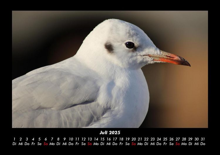 Produktbild: Vogelparadies 2025 Fotokalender DIN A3