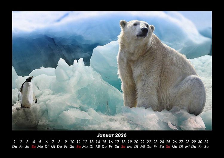 Produktbild: Pinguine & Eisb&auml;ren 2026 Fotokalender DIN A3