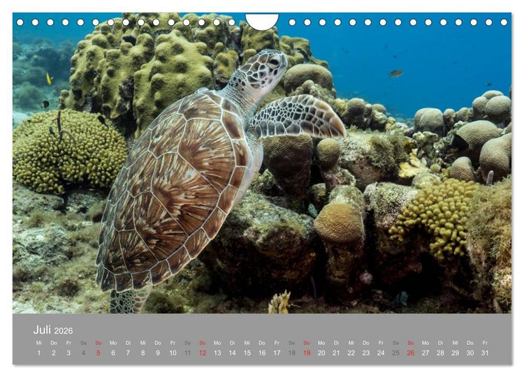 Produktbild: Meeresschildkr&ouml;ten der Karibik (Wandkalender 2026 DIN A4 quer), CALVENDO Monatskalender