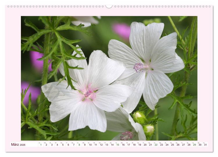 Produktbild: Wundersch&ouml;ne Malven (hochwertiger Premium Wandkalender 2026 DIN A2 quer), Kunstdruck in Hochglanz