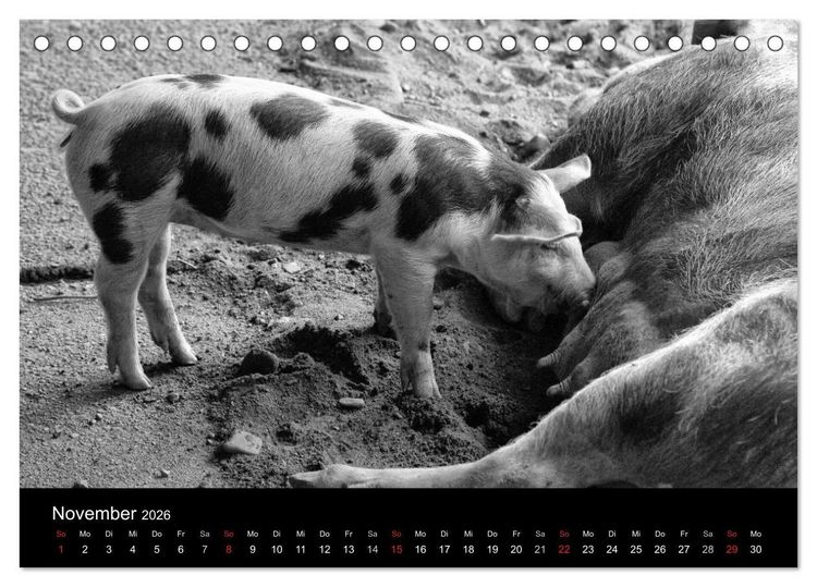 Produktbild: Das Leben der Schweine (Tischkalender 2026 DIN A5 quer), CALVENDO Monatskalender