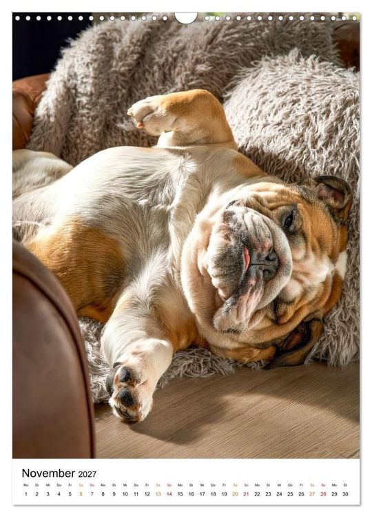 Produktbild: English Bulldog - F&uuml;r Liebhaber britischer Originale (Wandkalender 2027 DIN A3 hoch), CALVENDO Monatskalender