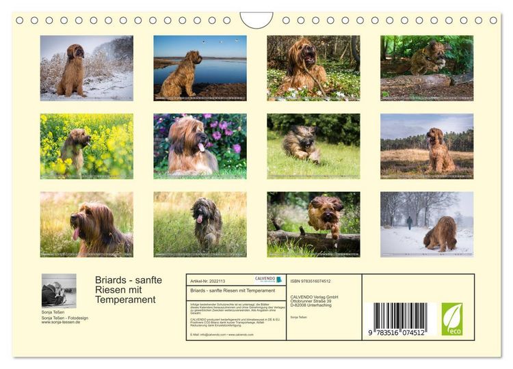 Produktbild: Briards - sanfte Riesen mit Temperament (Wandkalender 2026 DIN A4 quer), CALVENDO Monatskalender