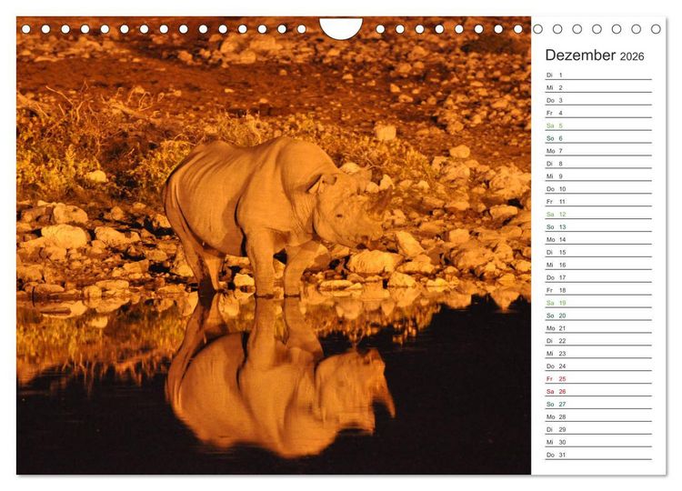 Produktbild: Nash&ouml;rner - Sanfte Riesen (Wandkalender 2026 DIN A4 quer), CALVENDO Monatskalender