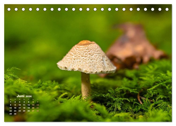 Produktbild: Fantastische Pilzwelten (Tischkalender 2026 DIN A5 quer), CALVENDO Monatskalender