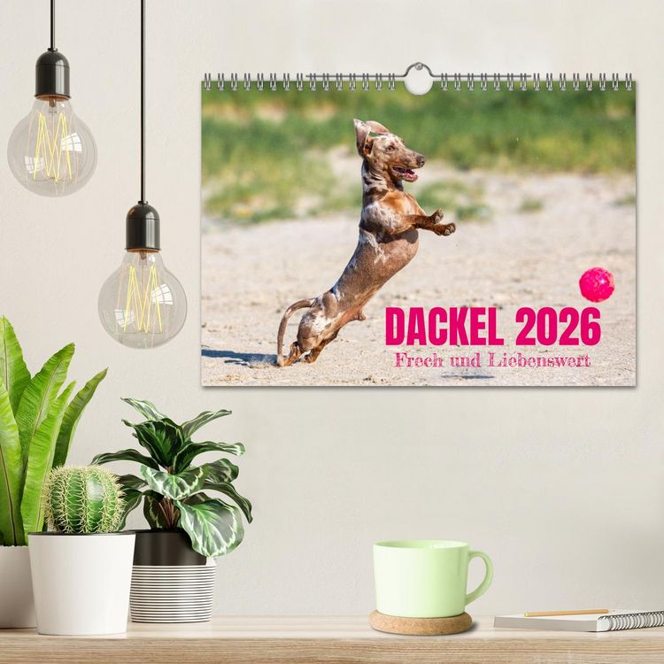 Produktbild: DACKEL 2026 Frech und Liebenwert (Wandkalender 2026 DIN A4 quer), CALVENDO Monatskalender