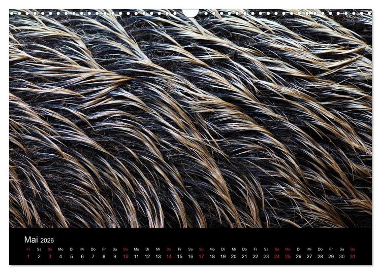 Produktbild: Wilde Wutzen. Das heimische Wildschwein (Wandkalender 2026 DIN A3 quer), CALVENDO Monatskalender