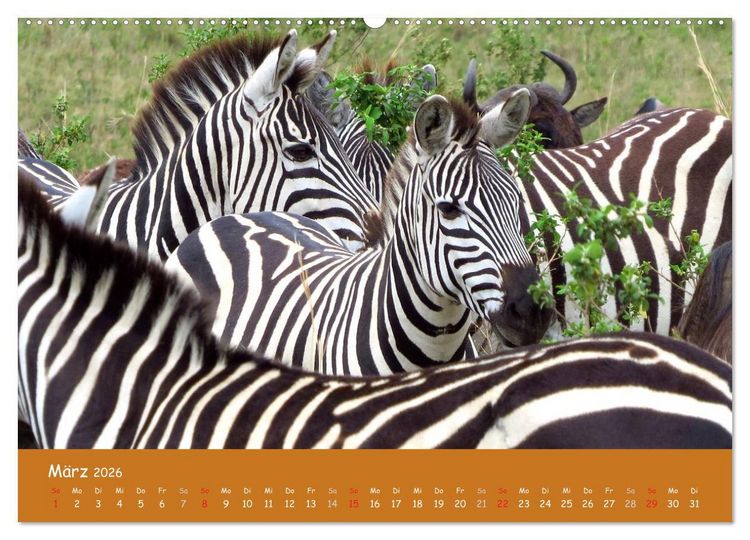 Produktbild: Auge in Auge mit den Tieren Afrikas (hochwertiger Premium Wandkalender 2026 DIN A2 quer), Kunstdruck in Hochglanz