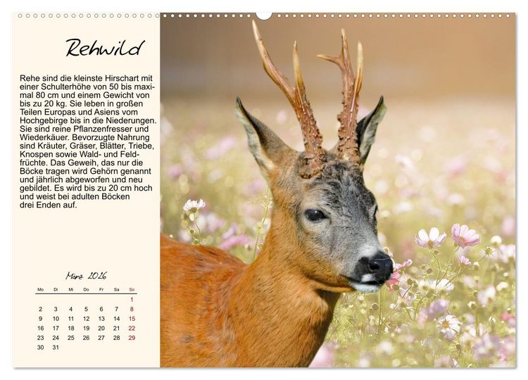 Produktbild: Majest&auml;tische Horntr&auml;ger (hochwertiger Premium Wandkalender 2026 DIN A2 quer), Kunstdruck in Hochglanz