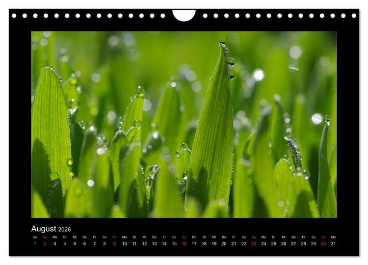 Produktbild: Meine kleine gr&uuml;ne Wassertropfen Welt (Wandkalender 2026 DIN A4 quer), CALVENDO Monatskalender