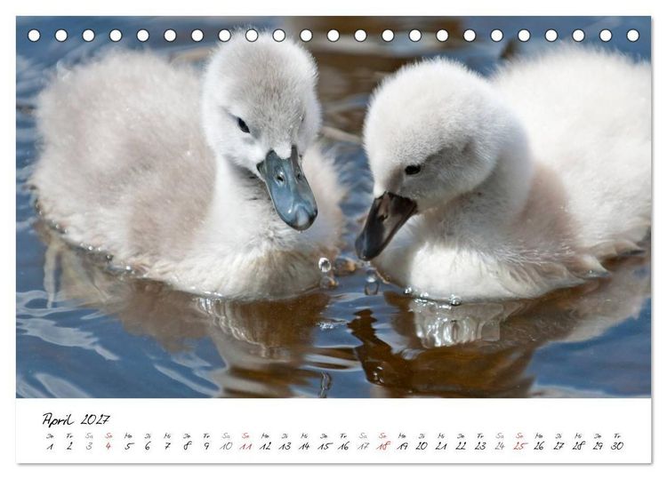 Produktbild: Vom K&uuml;ken zum Schwan (Tischkalender 2027 DIN A5 quer), CALVENDO Monatskalender