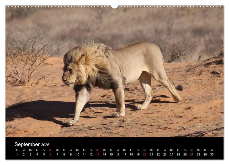 Produktbild: L&ouml;wen - K&ouml;nige der Tiere (Wandkalender 2026 DIN A2 quer), CALVENDO Monatskalender