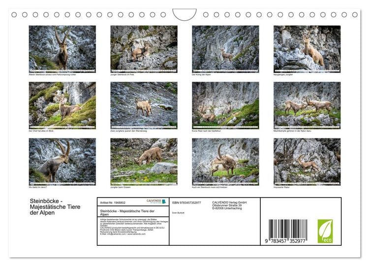 Produktbild: Steinb&ouml;cke - Majest&auml;tische Tiere der Alpen (Wandkalender 2026 DIN A4 quer), CALVENDO Monatskalender