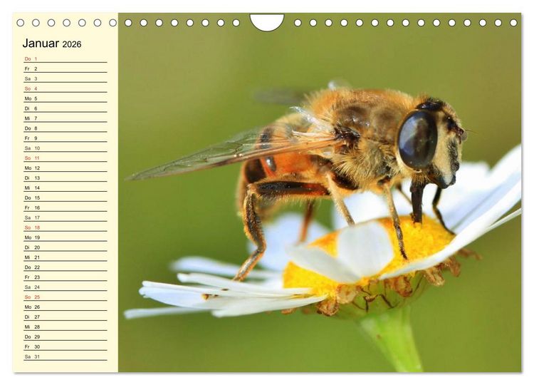 Produktbild: Flei&szlig;ige Bienen. Von der Bl&uuml;te bis zum Honig (Wandkalender 2026 DIN A4 quer), CALVENDO Monatskalender