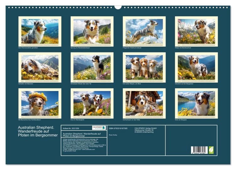 Produktbild: Australian Shepherd. Wanderfreude auf Pfoten im Bergsommer (Wandkalender 2026 DIN A2 quer), CALVENDO Monatskalender