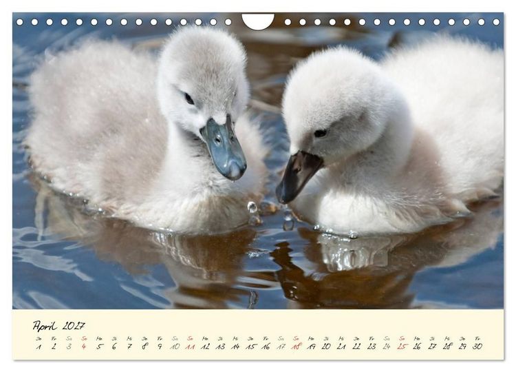 Produktbild: Vom K&uuml;ken zum stolzen Schwan (Wandkalender 2027 DIN A4 quer), CALVENDO Monatskalender